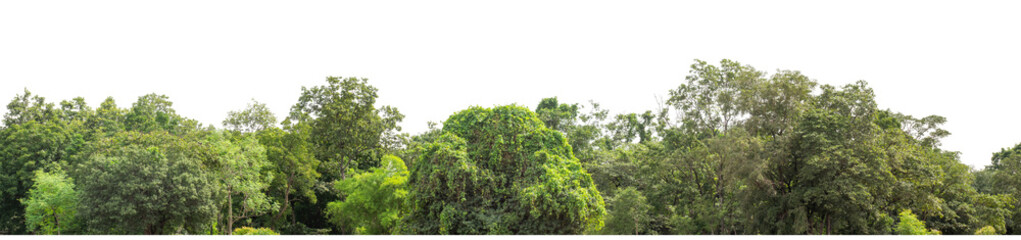 Forest and foliage in summer isolated on transparent background with cut path and alpha channel, high resolution.