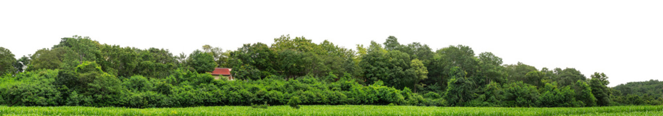 Forest and foliage in summer isolated on transparent background with cut path and alpha channel, high resolution.
