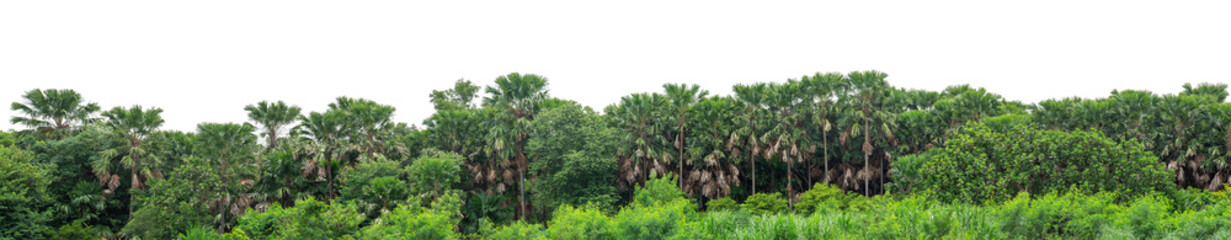 Fototapeta premium Forest and foliage in summer isolated on transparent background with cut path and alpha channel, high resolution.
