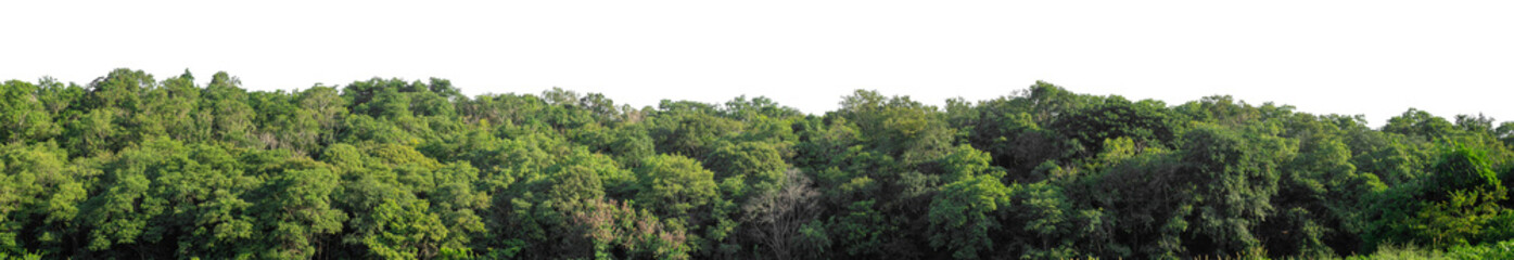 Forest and foliage in summer isolated on transparent background with cut path and alpha channel, high resolution.