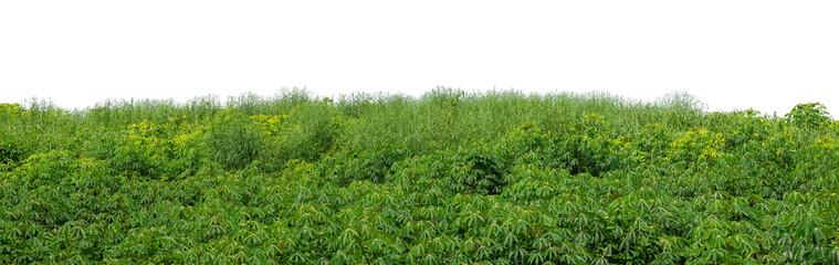 Hill with green isolated on transparent background with clipped path and high resolution alpha channel.