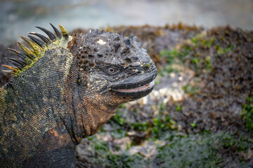 island land iguana