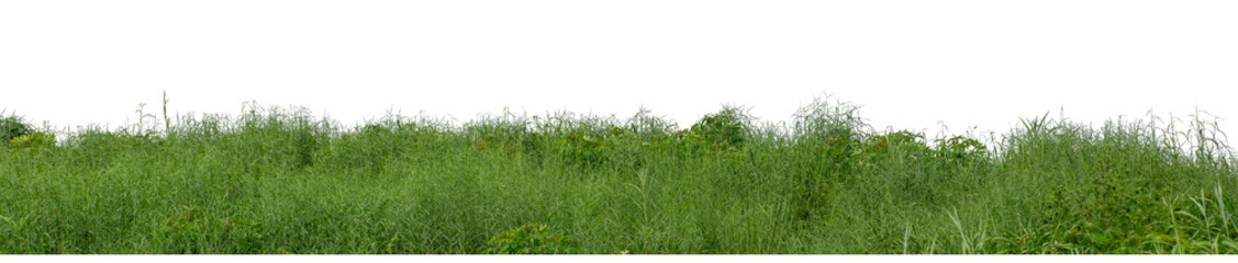Hill with green isolated on transparent background with clipped path and high resolution alpha channel.