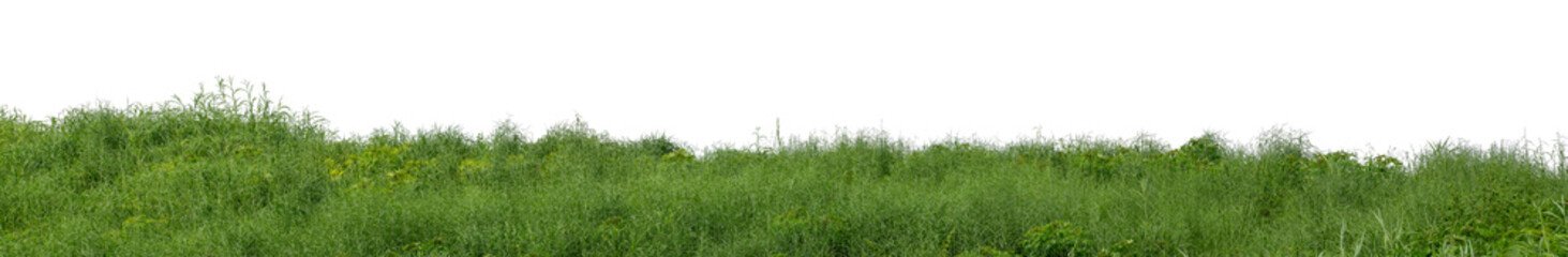 Hill with green isolated on transparent background with clipped path and high resolution alpha channel..