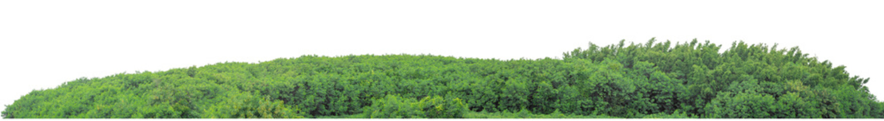 Mountain hill with green forest isolate on transparent background with clipping path and alpha channel, high resolution.