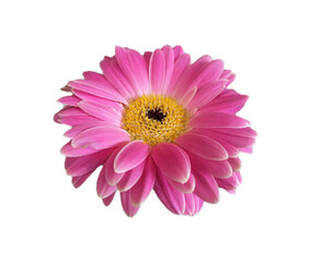 Obraz premium pink gerber daisy flower on white background