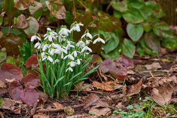 Flowers, outdoor and garden dirt with spring, growth and plants, soil and flora in nature. Green, petal and park with grass, leaf and natural environment with bud, backyard and white snowdrop