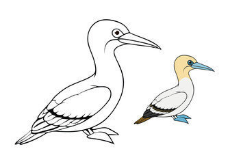 A detailed coloring page of a Northern Gannet, featuring its sleek white body, yellowish head, and black-tipped wings, perfect for exploring bird life and creativity.