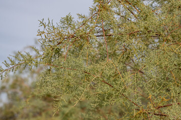 Red Hill (north and south domes) / Red Island Volcano, Salton Buttes volcanic field, South Shore of the Salton Sea, California. Salton Trough.  Tamarix ramosissima,saltcedar salt cedar,  tamarisk,