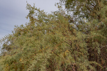 Red Hill (north and south domes) / Red Island Volcano, Salton Buttes volcanic field, South Shore of the Salton Sea, California. Salton Trough.  Tamarix ramosissima,saltcedar salt cedar,  tamarisk,