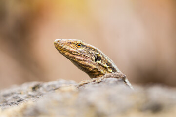 Portrait of a lizard sunbathing on rocks