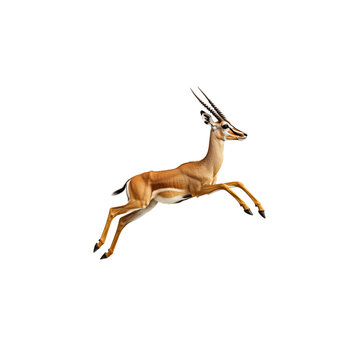 Realistic photo of an antelope jumping in the air. side view, full body, white background