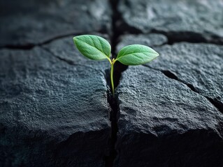 Naklejka premium Green plant breaking through stone cracked surface symbolizing renewal resilience growth and new life
