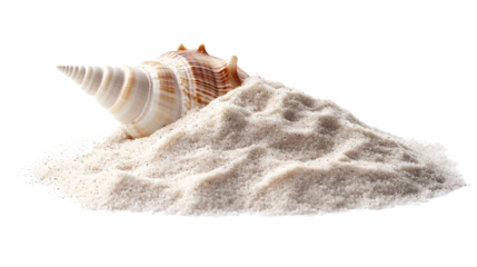 Sea shell in sand pile isolated on white and transparent background.