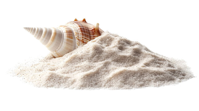 Sea shell in sand pile isolated on white and transparent background.
