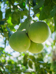 Siamese ruby ​​pomelo from Pak Phanang River Basin