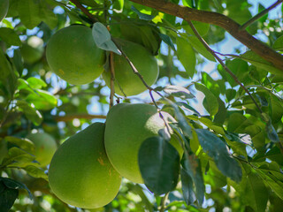 Siamese ruby ​​pomelo from Pak Phanang River Basin