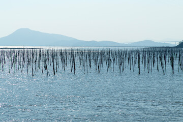 seaweed farm on the sea © 안구정화