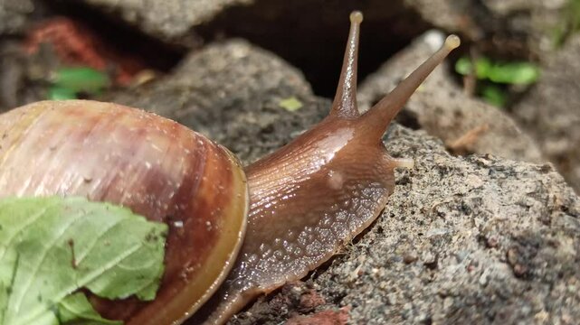 snail walking on rocks