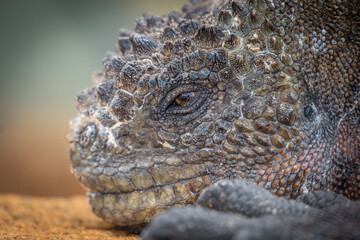 close up of iguana