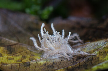 Zombie fungi parasitizing a spider © Phoscar