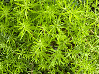 Carpet sedum (Sedum lineare) as a natural background