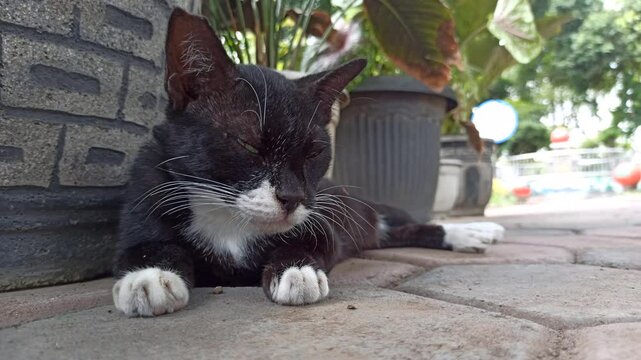 cute cat is sleepy