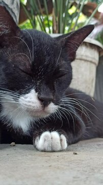 cute cat is sleepy