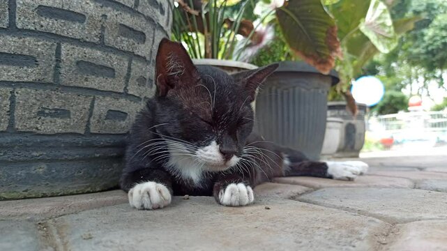 cute cat is sleepy