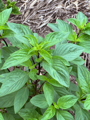 close up of a young green sweet basil plant in the garden