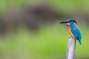 杭にとまるカワセミ