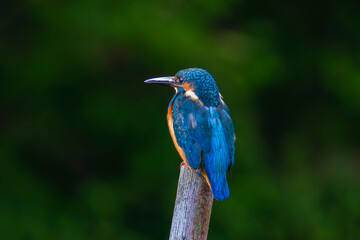 杭にとまるカワセミ