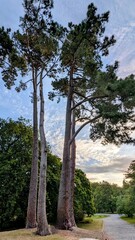 Obraz premium trees in the park