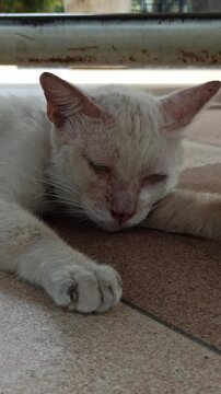 cute cat is sleepy