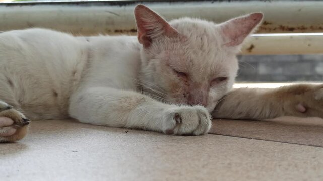 cute cat is sleepy