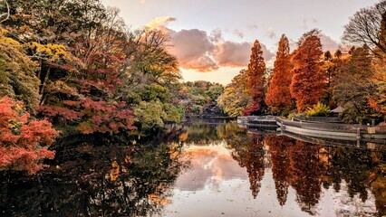 autumn in the forest with lake