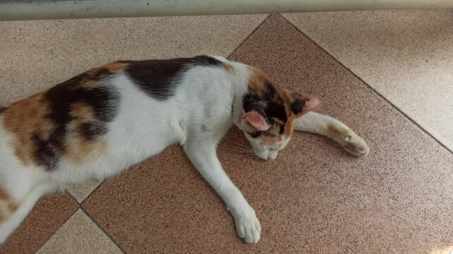 cute cat is sleepy