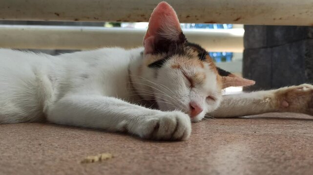 cute cat is sleepy