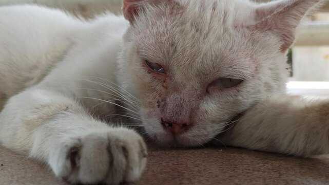 cute cat is sleepy
