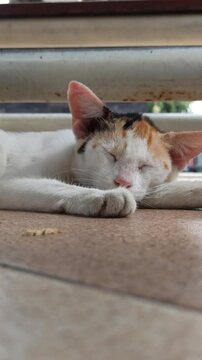 cute cat is sleepy