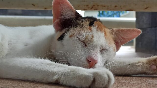 cute cat is sleepy