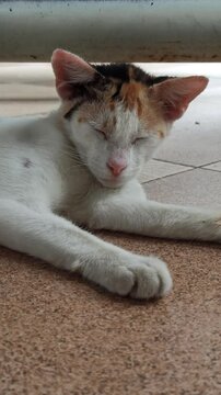 cute cat is sleepy