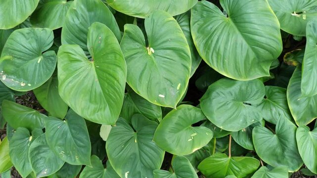 homalomena leaves
