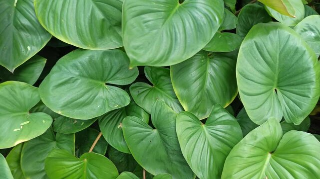 homalomena leaves
