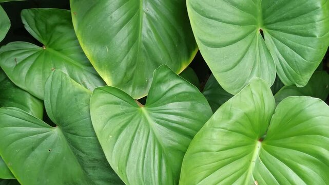 homalomena leaves