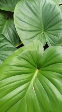 homalomena leaves