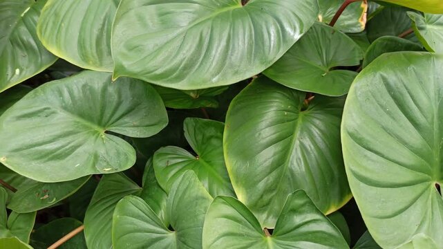 homalomena leaves