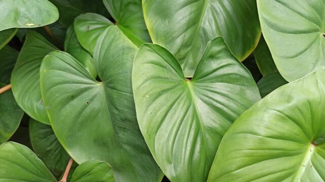 homalomena leaves