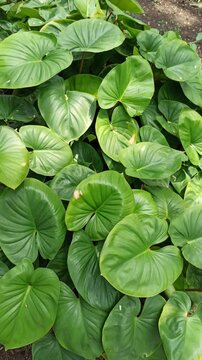 homalomena leaves