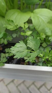 plant Apium graveolens
with a hydroponic system